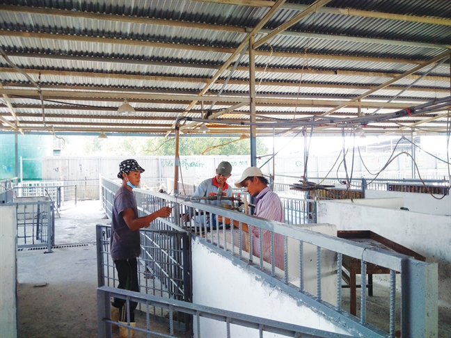 Cơ sở giết mổ Xuyên Á và thương lái cam kết không chích thuốc an thần Co sỏ giét mỏ Xuyen A và thuong lái cam ket khong chich thuoc an than