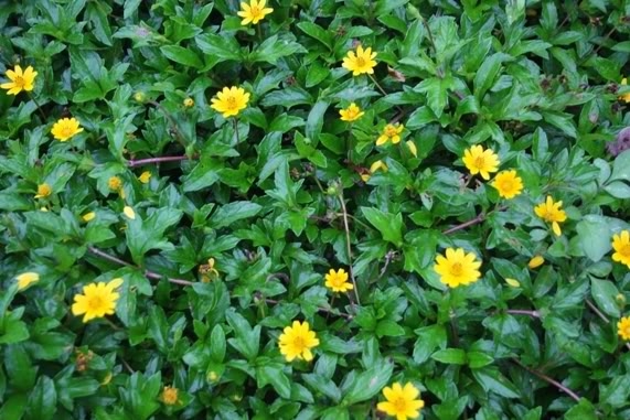 Bà mẹ bỉm sữa bật mí cách hạ sốt cho con bằng sài đất Ba me bim sua bat mi cach ha sot cho con bang sai dat