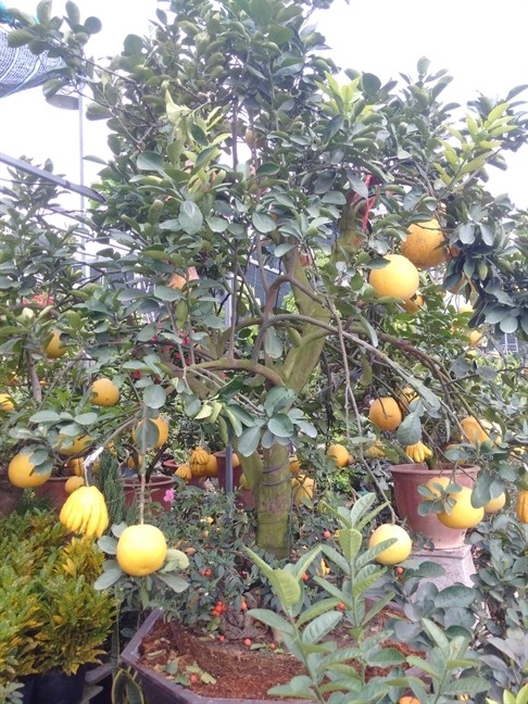 Bưởi Diễn ghép phật thủ, cam Canh… 'xông đất' thị trường hoa tết Buoi Dien ghep phat thu, cam Canh… 'xong dat' thi truong hoa tet