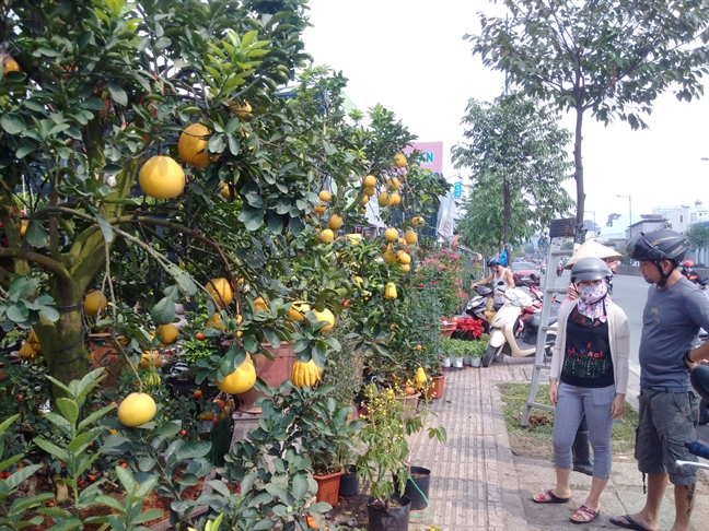 Bưởi Diễn ghép phật thủ, cam Canh… 'xông đất' thị trường hoa tết Buoi Dien ghep phat thu, cam Canh… 'xong dat' thi truong hoa tet
