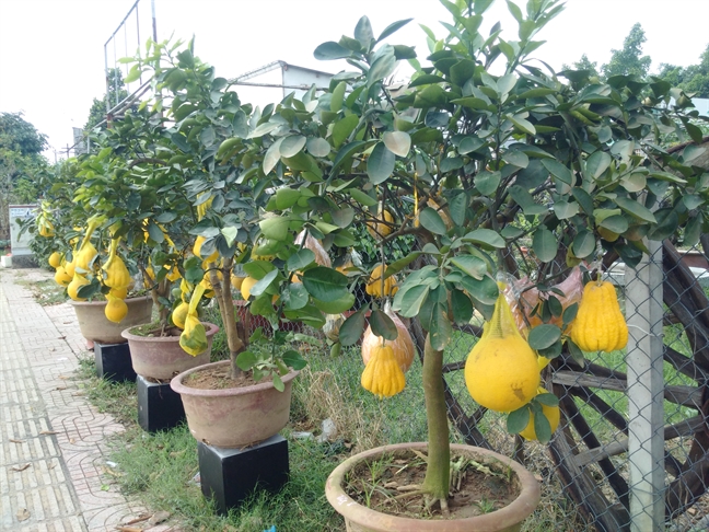 Bưởi Diễn ghép phật thủ, cam Canh… 'xông đất' thị trường hoa tết Buoi Dien ghep phat thu, cam Canh… 'xong dat' thi truong hoa tet