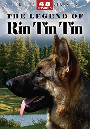 Những 'khuyển binh' quả cảm nhất hành tinh Nhung 'khuyen binh' qua cam nhat hanh tinh