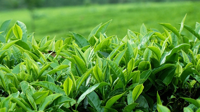 Cách khắc phục da cháy nắng trong nháy mắt Cach khac phuc da chay nang trong nhay mat