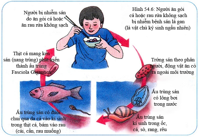 Sán lá gan quay trở lại San la gan quay tro lai