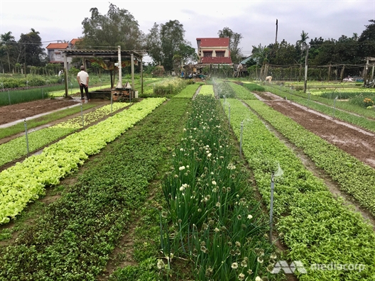 Báo nước ngoài ngưỡng mộ cặp vợ chồng già trồng rau sạch cho Hội An Bao nuoc ngoai nguong mo cap vo chong gia trong rau sach cho Hoi An