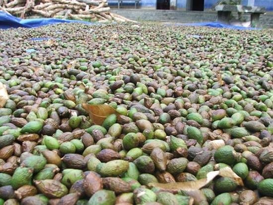 'Cao thủ' trị chứng bệnh trong mùa nóng 'Cao thu' tri chung benh trong mua nong
