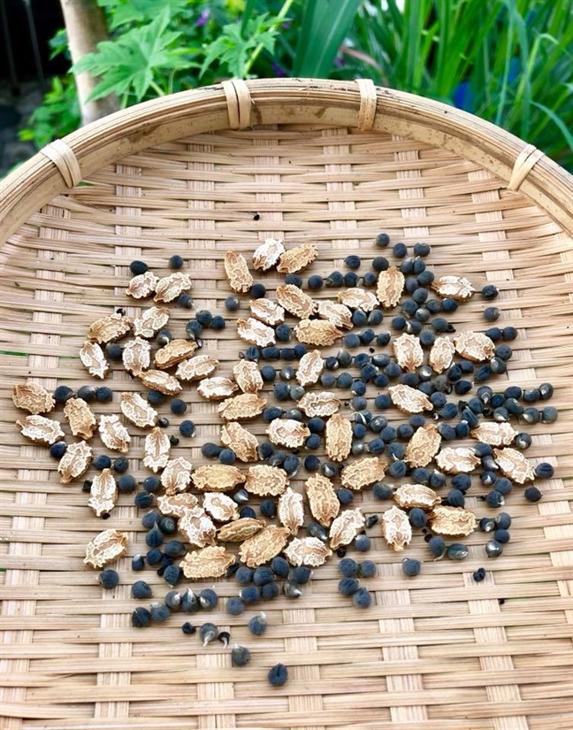 Vườn rau trên sân thượng xanh mê mẩn của bà mẹ hai con tại Sài Gòn Vuon rau tren san thuong xanh me man cua ba me hai con tai Sai Gon