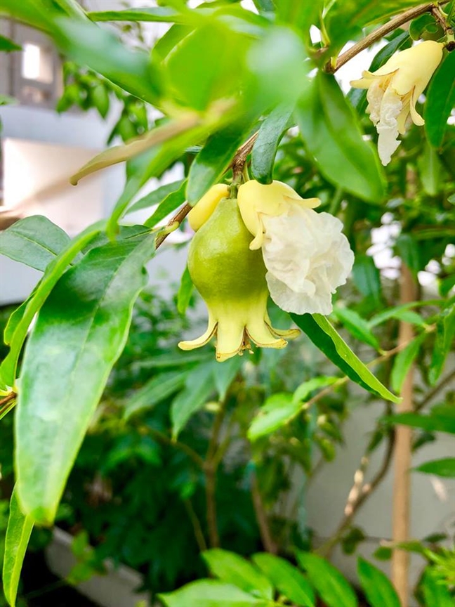Vườn rau trên sân thượng xanh mê mẩn của bà mẹ hai con tại Sài Gòn Vuon rau tren san thuong xanh me man cua ba me hai con tai Sai Gon