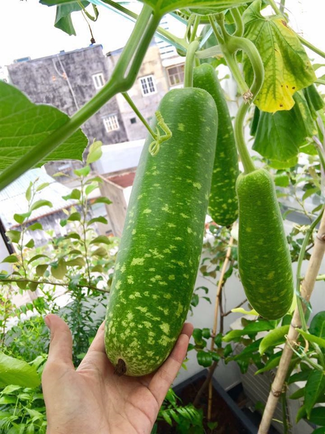 Vườn rau trên sân thượng xanh mê mẩn của bà mẹ hai con tại Sài Gòn Vuon rau tren san thuong xanh me man cua ba me hai con tai Sai Gon