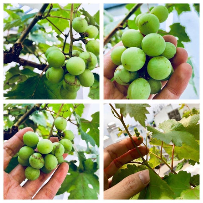 Vườn rau trên sân thượng xanh mê mẩn của bà mẹ hai con tại Sài Gòn Vuon rau tren san thuong xanh me man cua ba me hai con tai Sai Gon