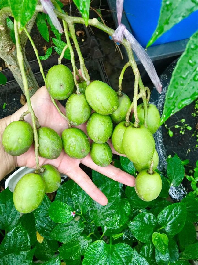 Vườn rau trên sân thượng xanh mê mẩn của bà mẹ hai con tại Sài Gòn Vuon rau tren san thuong xanh me man cua ba me hai con tai Sai Gon