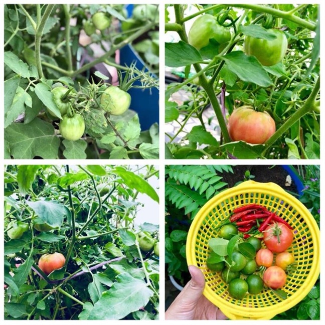 Vườn rau trên sân thượng xanh mê mẩn của bà mẹ hai con tại Sài Gòn Vuon rau tren san thuong xanh me man cua ba me hai con tai Sai Gon