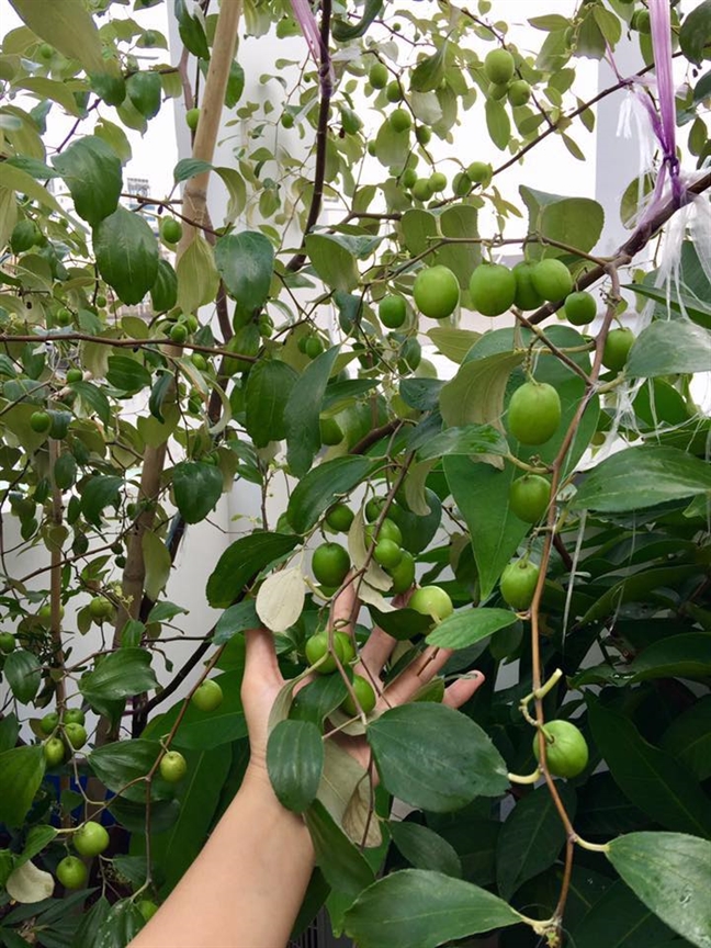 Vườn rau trên sân thượng xanh mê mẩn của bà mẹ hai con tại Sài Gòn Vuon rau tren san thuong xanh me man cua ba me hai con tai Sai Gon
