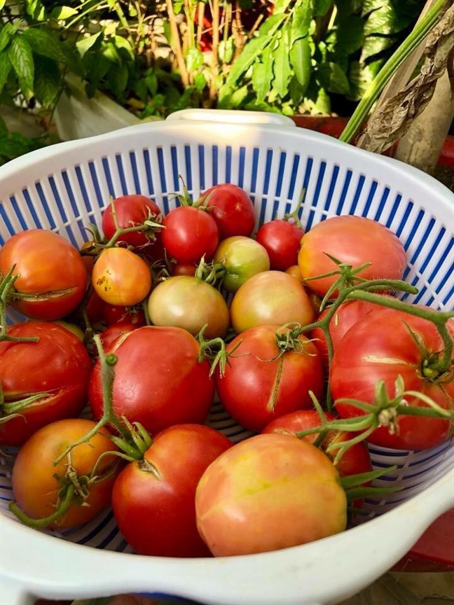 Vườn rau trên sân thượng xanh mê mẩn của bà mẹ hai con tại Sài Gòn Vuon rau tren san thuong xanh me man cua ba me hai con tai Sai Gon