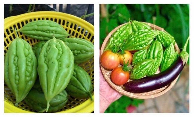 Vườn rau trên sân thượng xanh mê mẩn của bà mẹ hai con tại Sài Gòn Vuon rau tren san thuong xanh me man cua ba me hai con tai Sai Gon