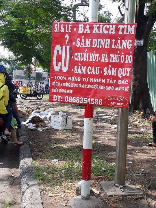 Sâm quý từ sách Đỏ Việt Nam ra đổ đống vỉa hè Sam quy tu sach Do Viet Nam ra do dong via he