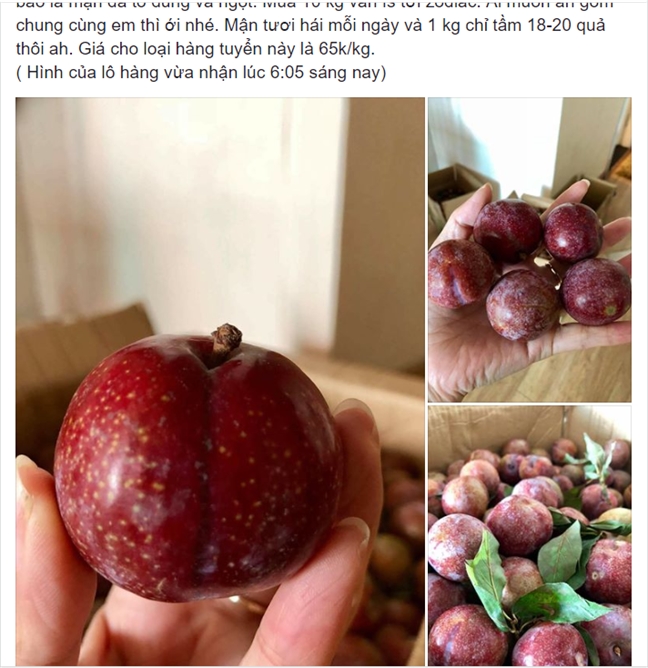 Mận hậu vào mùa, dân văn phòng ‘kiếm bộn’ Man hau vao mua, dan van phong ‘kiem bon’