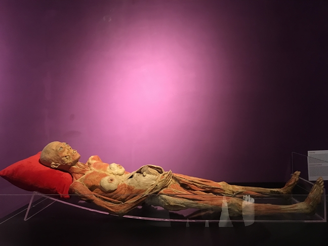 Yêu cầu báo cáo... triển lãm 'xác người' gây tranh cãi Yeu cau bao cao... trien lam 'xac nguoi' gay tranh cai