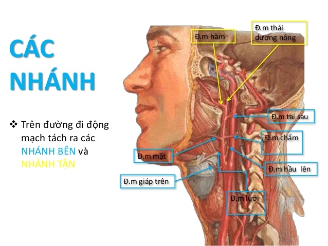 Vì sao mắt mù sau khi tiêm filler vào mũi? Vi sao mat mu sau khi tiem filler vao mui?