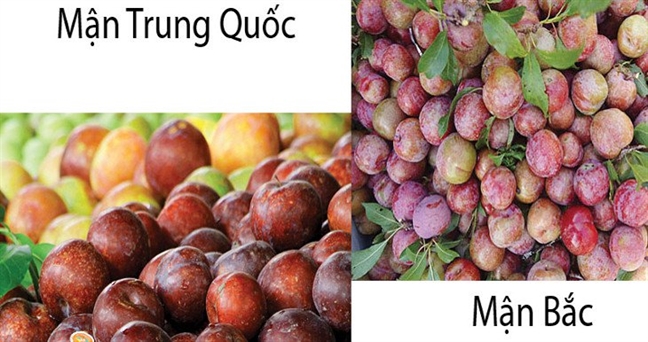 Mận Trung Quốc 'đội lốt' mận Hà Nội 'hét' giá cao Man Trung Quoc 'doi lot' man Ha Noi 'het' gia cao