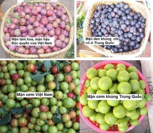 Mận Trung Quốc 'đội lốt' mận Hà Nội 'hét' giá cao Man Trung Quoc 'doi lot' man Ha Noi 'het' gia cao