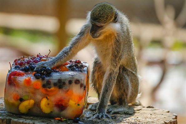 Châu Âu nóng như đổ lửa, người dân 'vật vã' tìm cách giải nhiệt Chau Au nong nhu do lua, nguoi dan 'vat va' tim cach giai nhiet