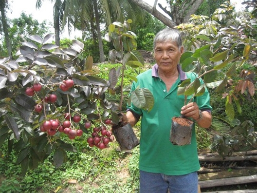 Nhà vườn từ chối thương lái ngoại, dành nhãn tím phục vụ khách Việt Nha vuon tu choi thuong lai ngoai, danh nhan tim phuc vu khach Viet