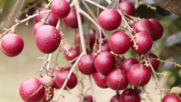 Nhà vườn từ chối thương lái ngoại, dành nhãn tím phục vụ khách Việt Nha vuon tu choi thuong lai ngoai, danh nhan tim phuc vu khach Viet