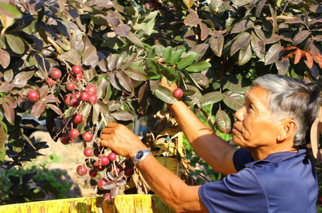Nhà vườn từ chối thương lái ngoại, dành nhãn tím phục vụ khách Việt Nha vuon tu choi thuong lai ngoai, danh nhan tim phuc vu khach Viet
