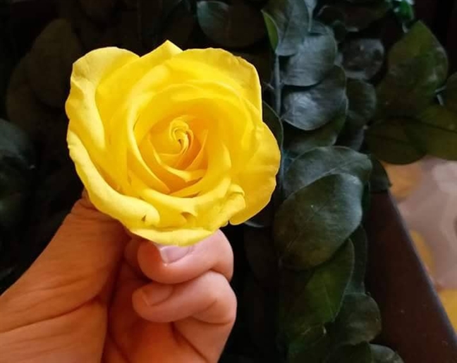 Những tác phẩm hoa tươi ướp thấm đam mê của người phụ nữ xứ Quảng Nhung tac pham hoa tuoi uop tham dam me cua nguoi phu nu xu Quang