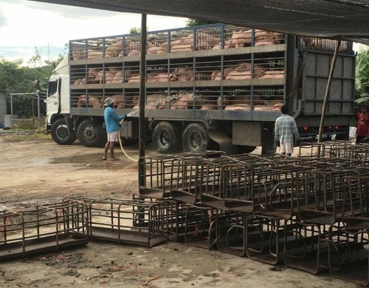 Lo dịch tả heo châu Phi theo heo lậu Trung Quốc về Việt Nam Lo dich ta heo chau Phi theo heo lau Trung Quoc ve Viet Nam