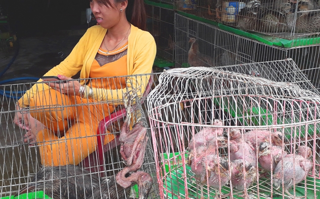 'Địa ngục chim trời' ở miền Tây 'Dia nguc chim troi' o mien Tay