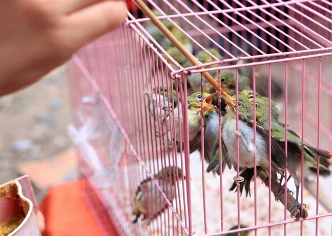 Mỏi mệt với 'người thứ ba' của chồng Moi met voi 'nguoi thu ba' cua chong