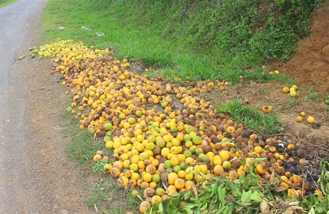 Cam Vinh rụng vàng gốc, người dân xót xa đốt ủ làm phân bón Cam Vinh rung vang goc, nguoi dan xot xa dot u lam phan bon