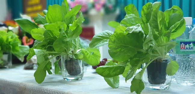 Xúc tiến mở rộng mô hình 'Rau sạch từ nhà đến chợ' Xuc tien mo rong mo hinh 'Rau sach tu nha den cho'