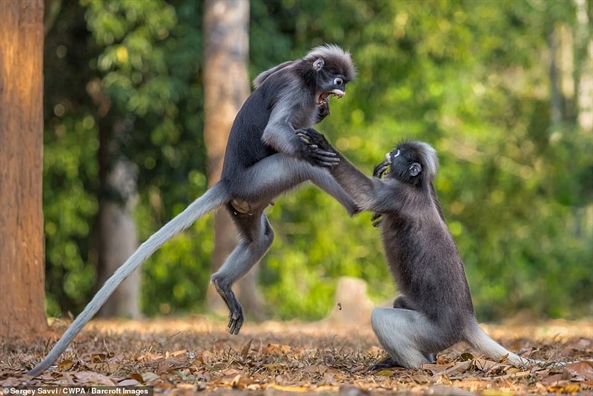 Khoảnh khắc những động vật hoang dã mang lại niềm vui cho con người Khoanh khac nhung dong vat hoang da mang lai niem vui cho con nguoi
