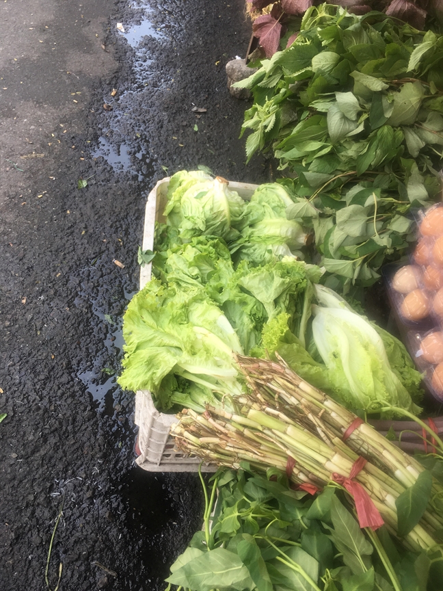 Rau xà lách nhiễm khuẩn Ecoli một phần do... tiểu thương tại chợ Rau xa lach nhiem khuan Ecoli mot phan do... tieu thuong tai cho
