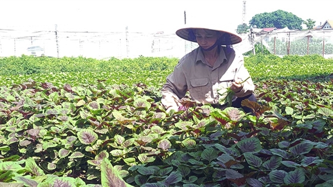 Tiêu chuẩn nông sản an toàn: Ai tin, tin ai? Tieu chuan nong san an toan: Ai tin, tin ai?