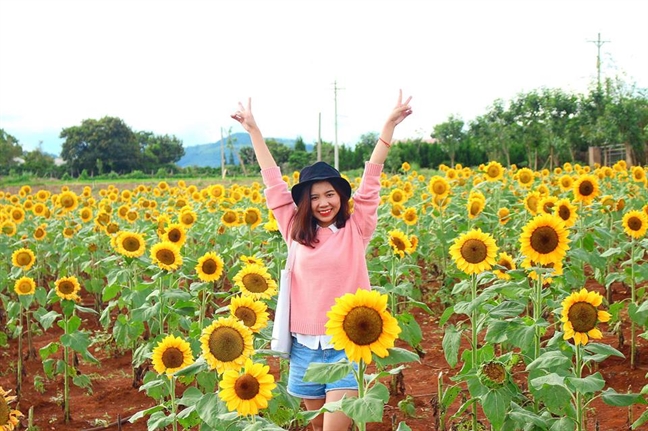 Tháng 11, Đà Lạt mùa của những loài hoa Thang 11, Da Lat mua cua nhung loai hoa
