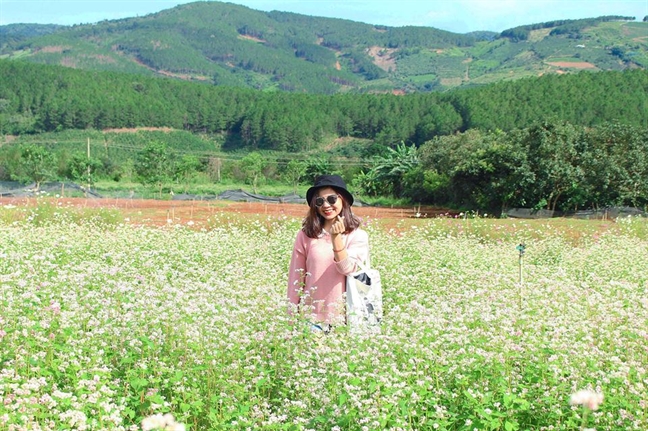 Tháng 11, Đà Lạt mùa của những loài hoa Thang 11, Da Lat mua cua nhung loai hoa