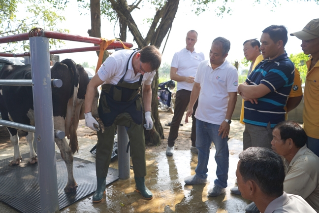 Nông dân Việt Nam và nông dân Hà Lan giao lưu, tập huấn kỹ thuật chăn nuôi bò sữa Nong dan Viet Nam va nong dan Ha Lan giao luu, tap huan ky thuat chan nuoi bo sua