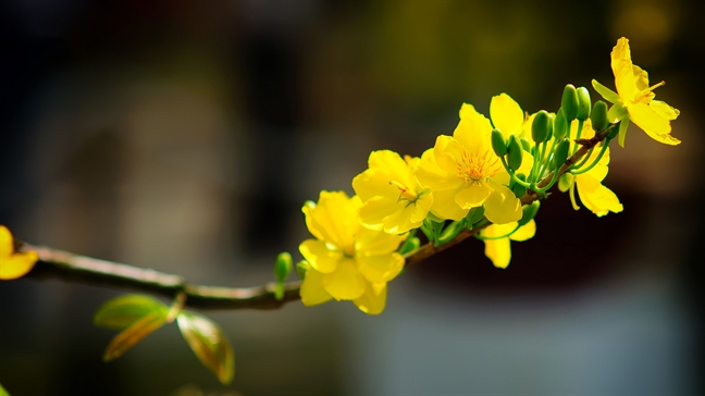 Chậu mai của bố Chau mai cua bo