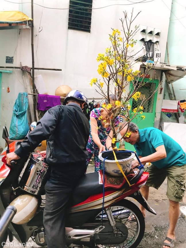Chậu mai của bố Chau mai cua bo