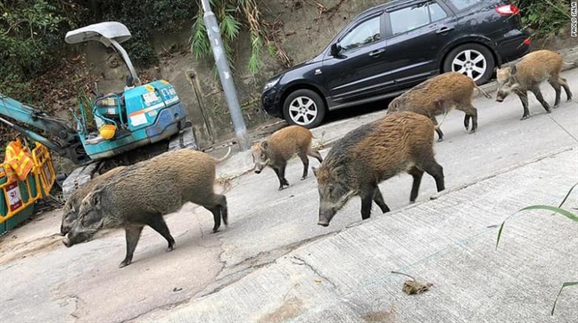 Hong Kong: Heo rừng đại náo nhà dân, làm loạn sân bay, trung tâm mua sắm Hong Kong: Heo rung dai nao nha dan, lam loan san bay, trung tam mua sam