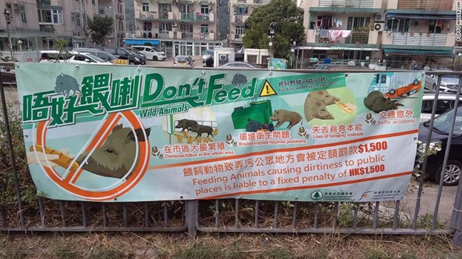 Hong Kong: Heo rừng đại náo nhà dân, làm loạn sân bay, trung tâm mua sắm Hong Kong: Heo rung dai nao nha dan, lam loan san bay, trung tam mua sam