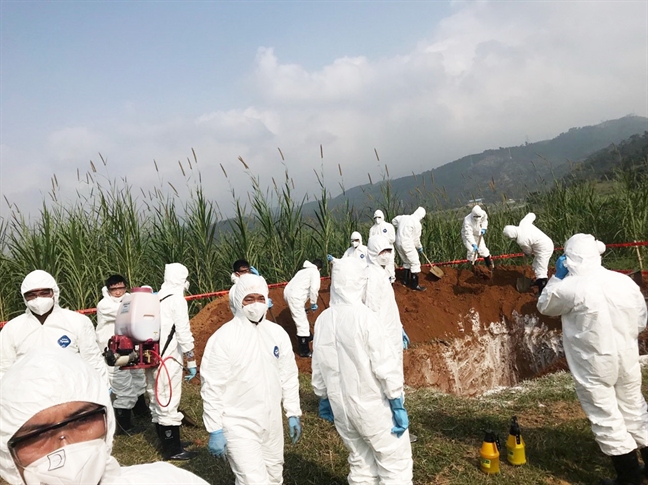 Dịch tả lợn châu Phi đã xuất hiện tại Việt Nam Dich ta lon chau Phi da xuat hien tai Viet Nam