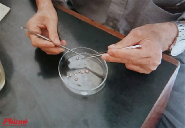 Ngoài sán dải heo, cần cảnh giác với sán dải bò và sán dải cá Ngoai san dai heo, can canh giac voi san dai bo va san dai ca