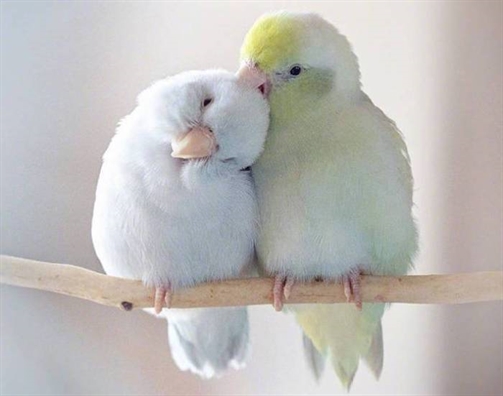 Tử vi Thứ 4 ngày 20/3/2019 của 12 cung Hoàng Đạo Tu vi Thu 4 ngay 20/3/2019 cua 12 cung Hoang Dao