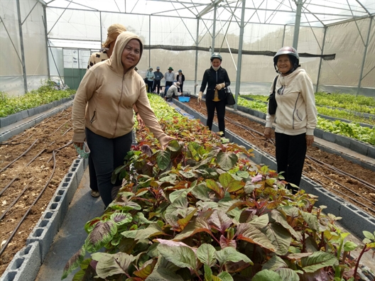 Huyện Cần Giờ: Tập huấn ứng dụng công nghệ cao trong sản xuất rau Huyen Can Gio: Tap huan ung dung cong nghe cao trong san xuat rau