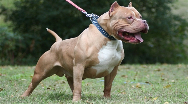 Chó pitbull nhà hàng xóm giằng đứt xích cắn nát đùi bé gái 3 tuổi Cho pitbull nha hang xom giang dut xich can nat dui be gai 3 tuoi